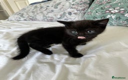 Domestic Shorthair cats for sale: For Sale! Three black cute and lovely kittens  - Image 9