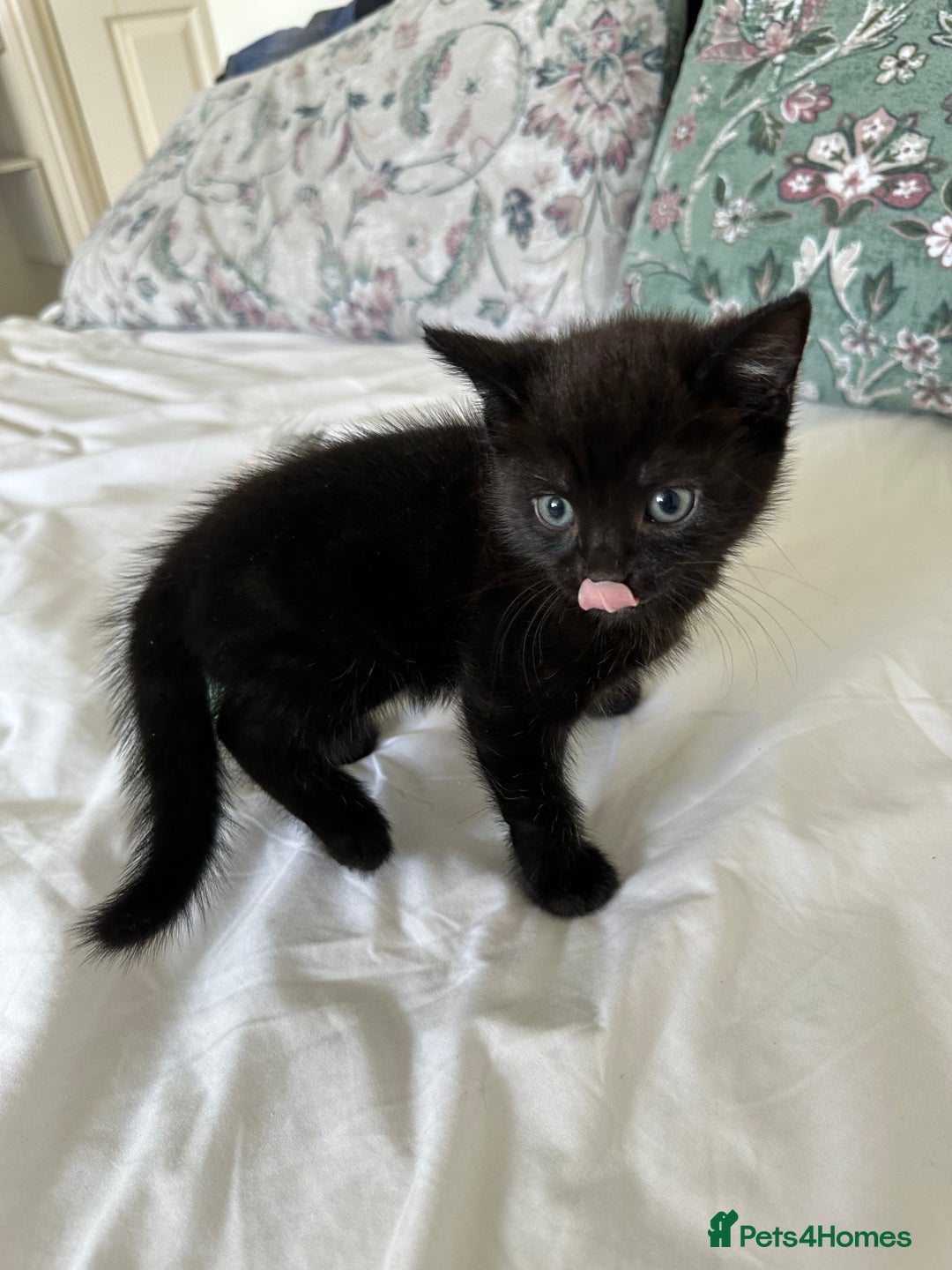 Domestic Shorthair cats for sale: For Sale! Three black cute and lovely kittens  - Image 9