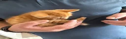 Mixed Breed cats for sale: Kittens for sale in Alfreton - Advert 3