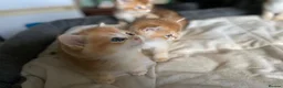 British Shorthair cats for sale: Full Pedigree British short hair kittens  - Advert 25