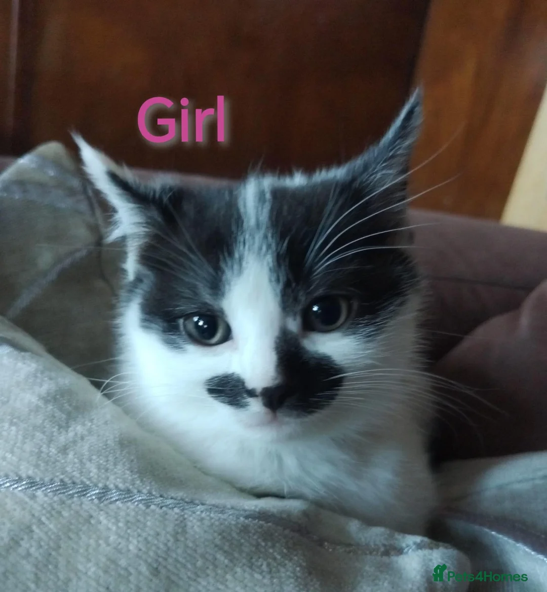 Mixed Breed cats for sale: 💛kittens 💛 - Advert 6