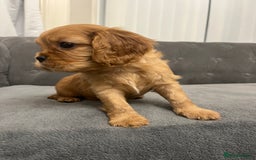 Cavalier King Charles Spaniel dogs for sale: Stunning Cavalier King Charles Spaniels - Image 13