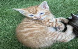 Brazilian Shorthair cats for sale: Kittens  - Image 1