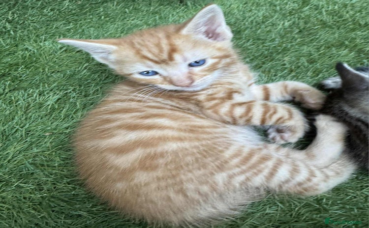 Brazilian Shorthair cats - Advert 1