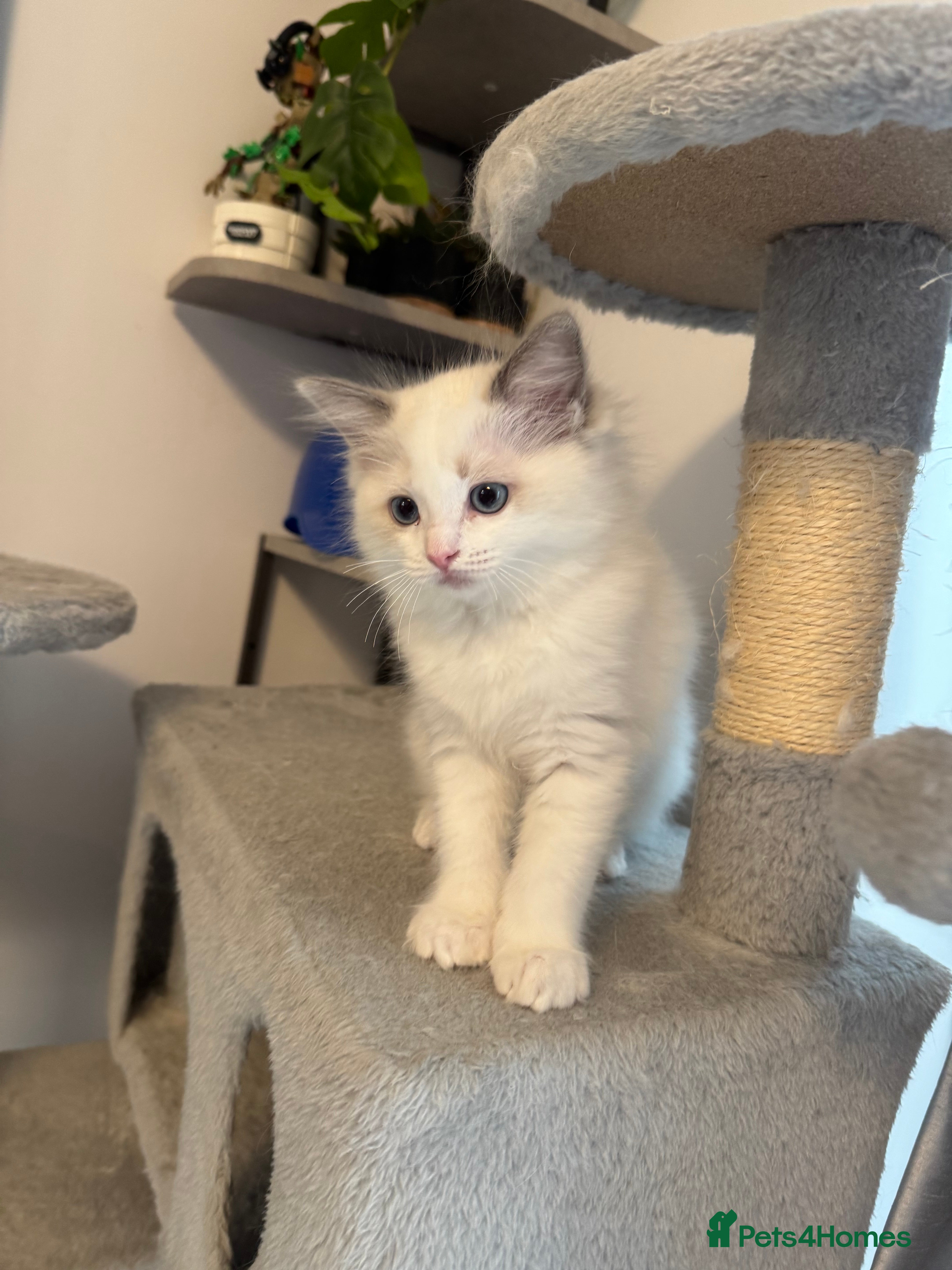 Ragdoll cats TICA reg Ragdoll – Blue Bicolour girl remaining - Advert 15