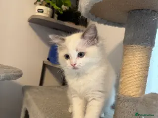 Ragdoll cats TICA reg Ragdoll – Blue Bicolour girl remaining - Advert 15