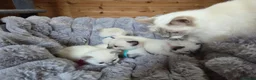 Ragdoll cats for sale: 4 Beautiful Ragdoll kittens, 2 Seal, 2 Lilac - Advert 12