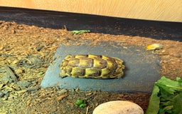 Tortoise reptiles for sale: Spur thighed tortoise  - Image 2