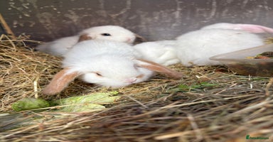 Mini Lop rabbits - Advert 7
