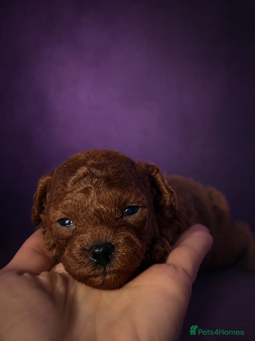 Toy Poodle dogs for sale: Asian poodle, Female ♥️, Surrey based  - Advert 10