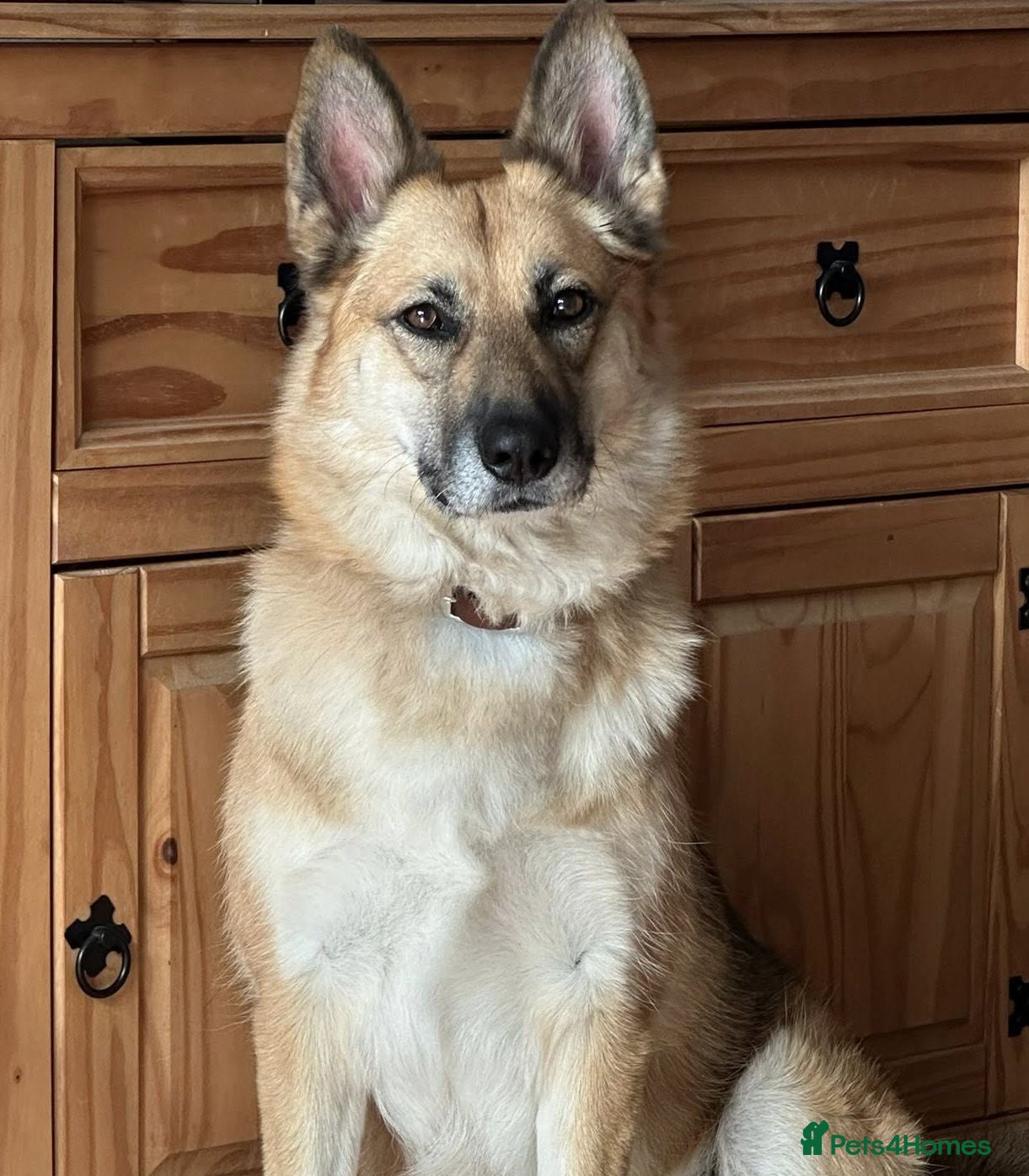 Mixed Breed dogs ❤️🐶Please help LEIA find a loving forever home❤️ - Advert 1