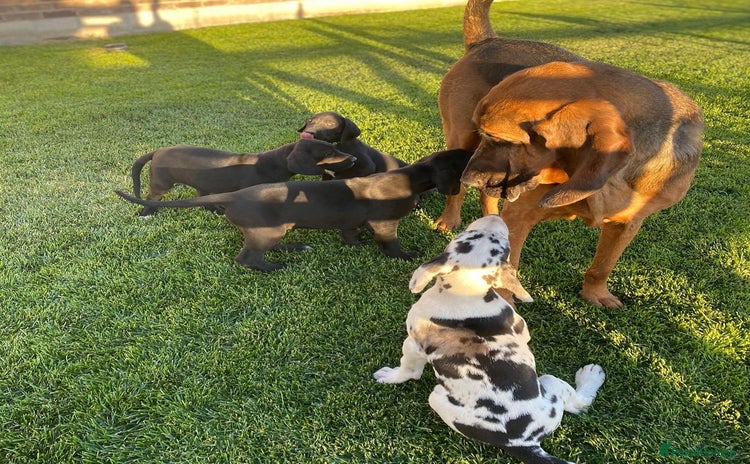 Great Dane dogs - Advert 1