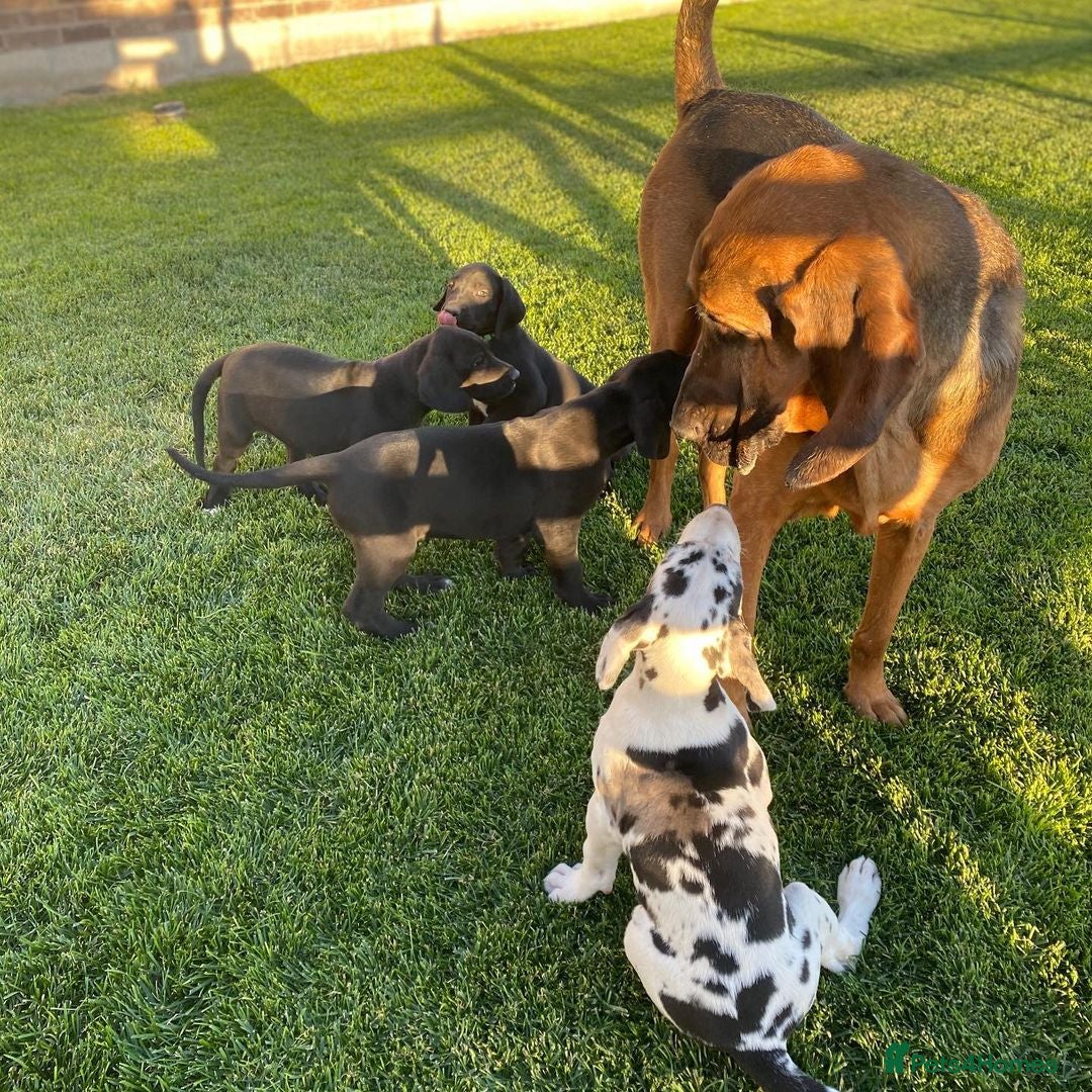 Great Dane dogs for sale: Re-home our 7 week old Great Dane Pups - Image 1