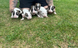 English Bull Terrier dogs for sale: Ready to leave !!! champion bloodlines kc reg - Image 20