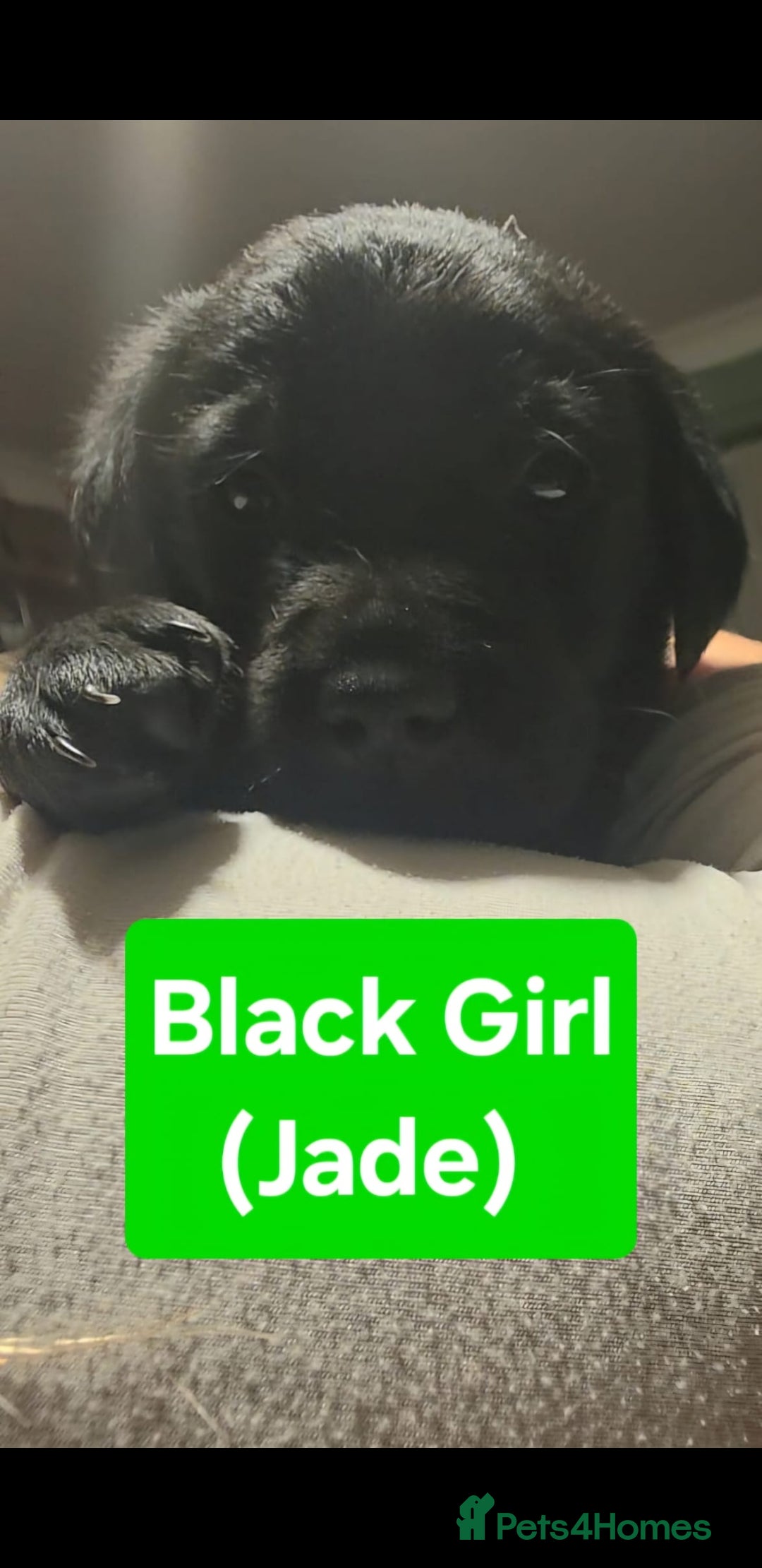 Labrador Retriever dogs for sale: Labrador Puppies for sale pedigree  - Image 14