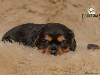 Cavalier King Charles Spaniel dogs Donna jays old school cavalier King Charles - Advert 5