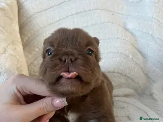 French Bulldog dogs Fluffy Frenchie - Advert 18