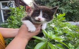 Bengal cats for sale: TWO Beautiful kittens of JOY remaining! - Image 9