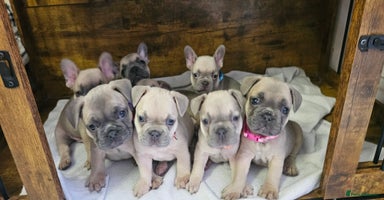 French Bulldog dogs - Advert 7