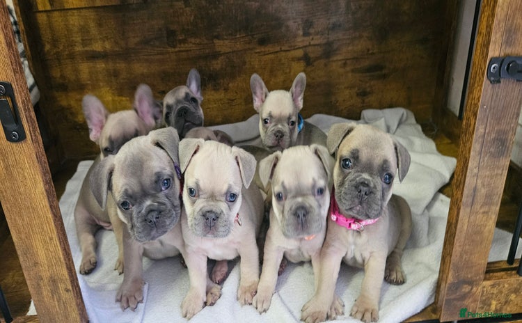 French Bulldog dogs - Advert 15