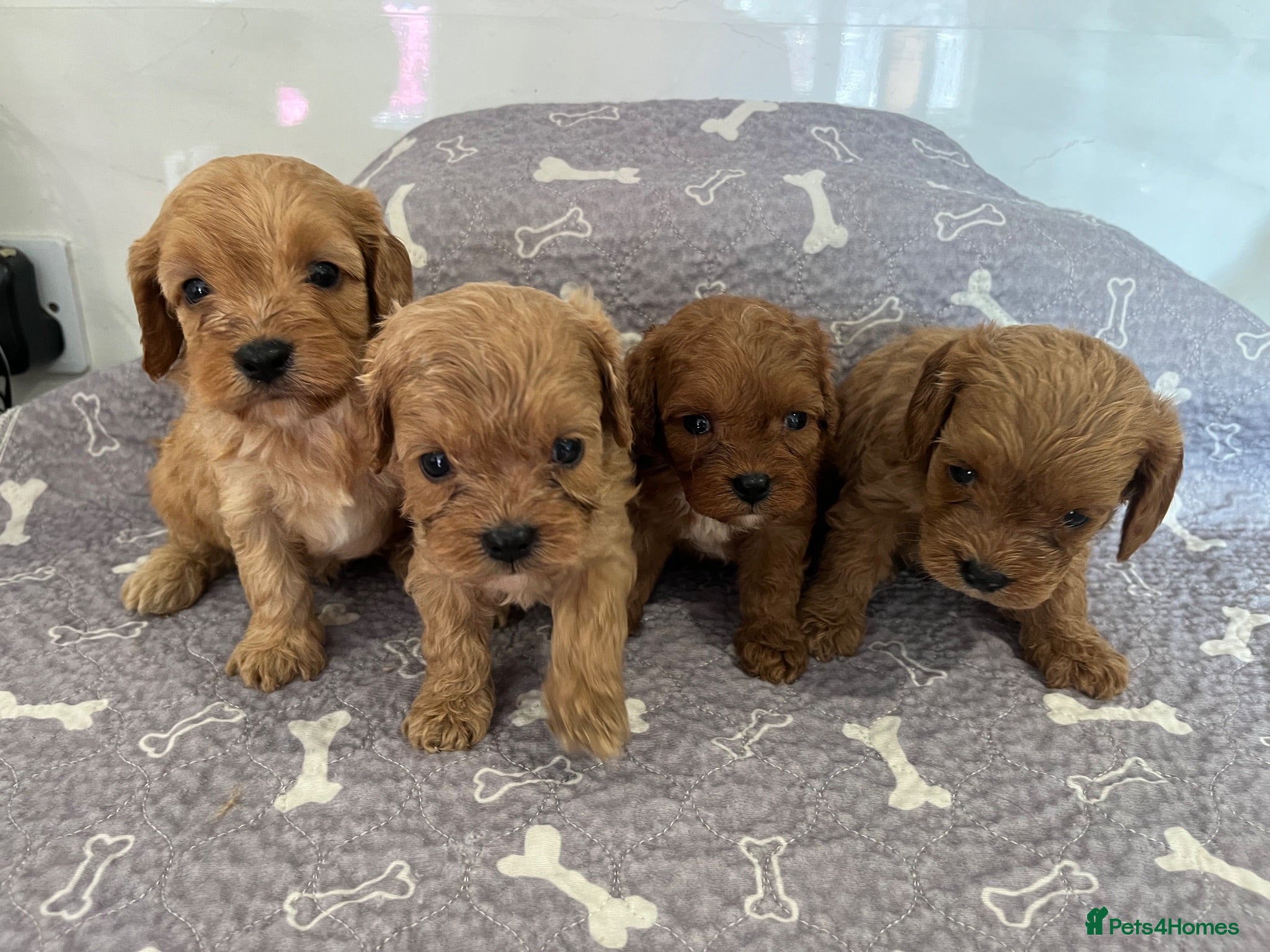 Cavapoo dogs 🧡💚 first generation cavapoo💚🧡 - Advert 17