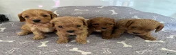 Cavapoo dogs for sale: 🧡💚 first generation cavapoo💚🧡 3 female 1 male  - Advert 12