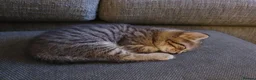 Mixed Breed cats for sale: 3 little boys  - Advert 12
