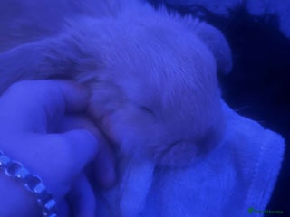 Mini Lop rabbits - Advert 27