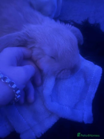 Mini Lop rabbits - Advert 1