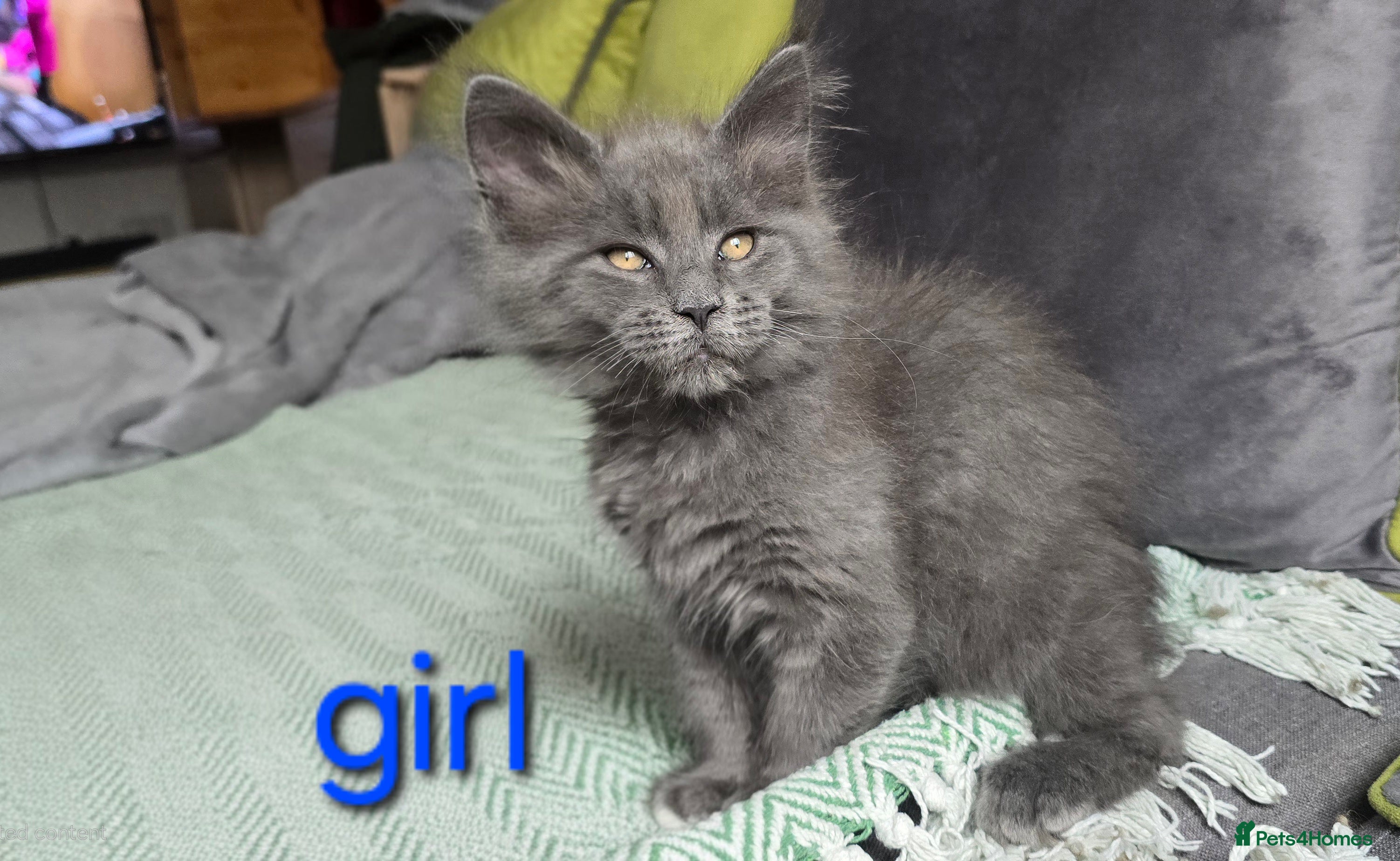 Maine Coon cats Maine coon kittens  - Advert 14