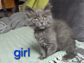 Maine Coon cats Maine coon kittens - Advert 14