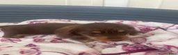 Dachshund dogs for sale: 5 lovely dachshund pups - Advert 22