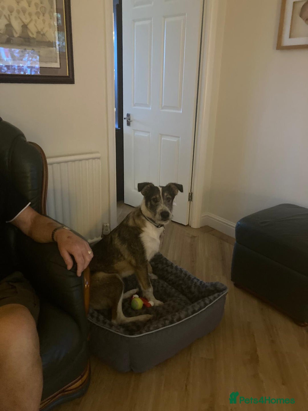 Mixed Breed dogs for adoption: 🐾💛 DIGBY – The Affectionate Big Softie! 💛🐾 - Advert 17