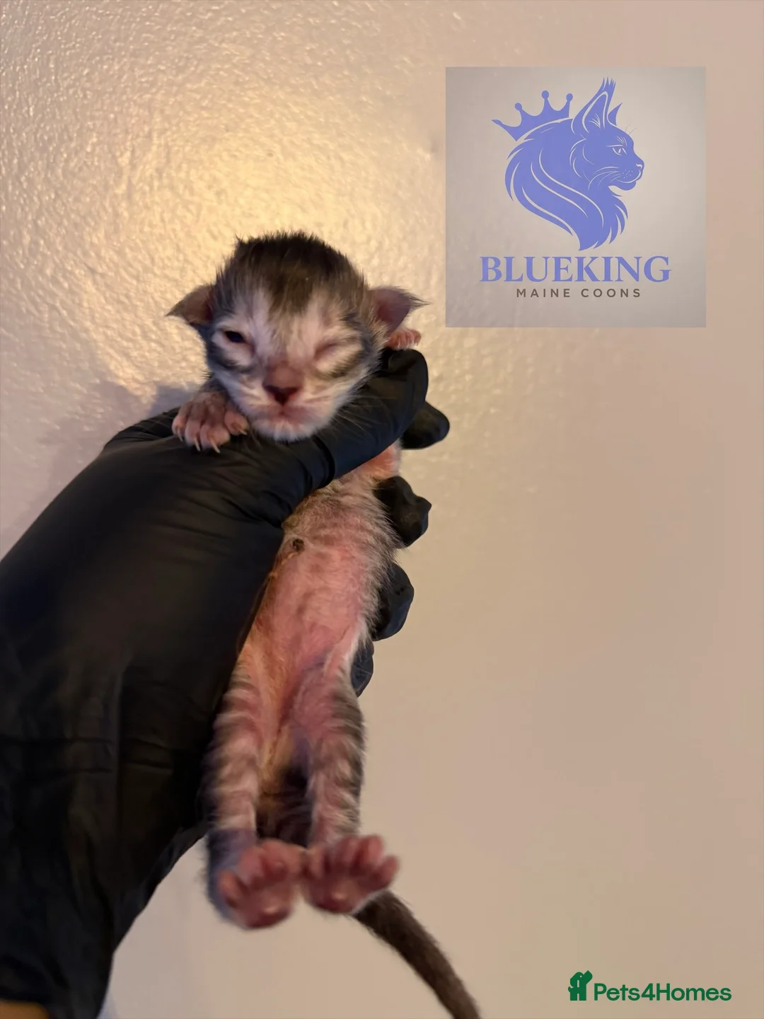 Maine Coon cats for sale: 👑 Stunning pedigree Maine coon kittens 👑  - Advert 7