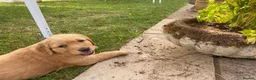 Golden Retriever dogs for sale: Golden Retriever Puppies in Thatcham - Advert 7