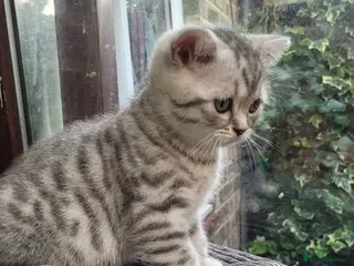Scottish Fold cats Scottish fold kittens Blue spotted - Advert 8