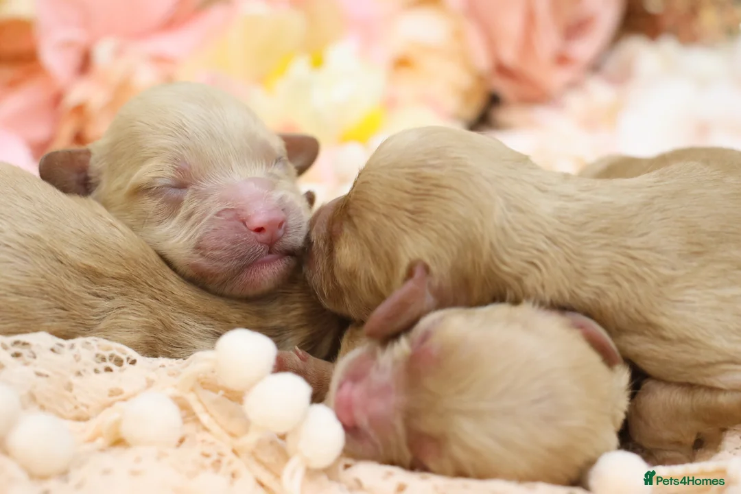 Cavapoo dogs for sale: Health Tested Cavapoo Puppies - Advert 18