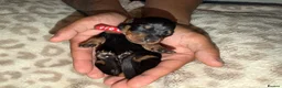 Dachshund dogs for sale: Dachshund Puppies – 2 Reserved, Family Raised - Advert 2
