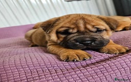 Shar Pei dogs for sale: Shar Pei puppies (READY TO GO NOW) - Image 11