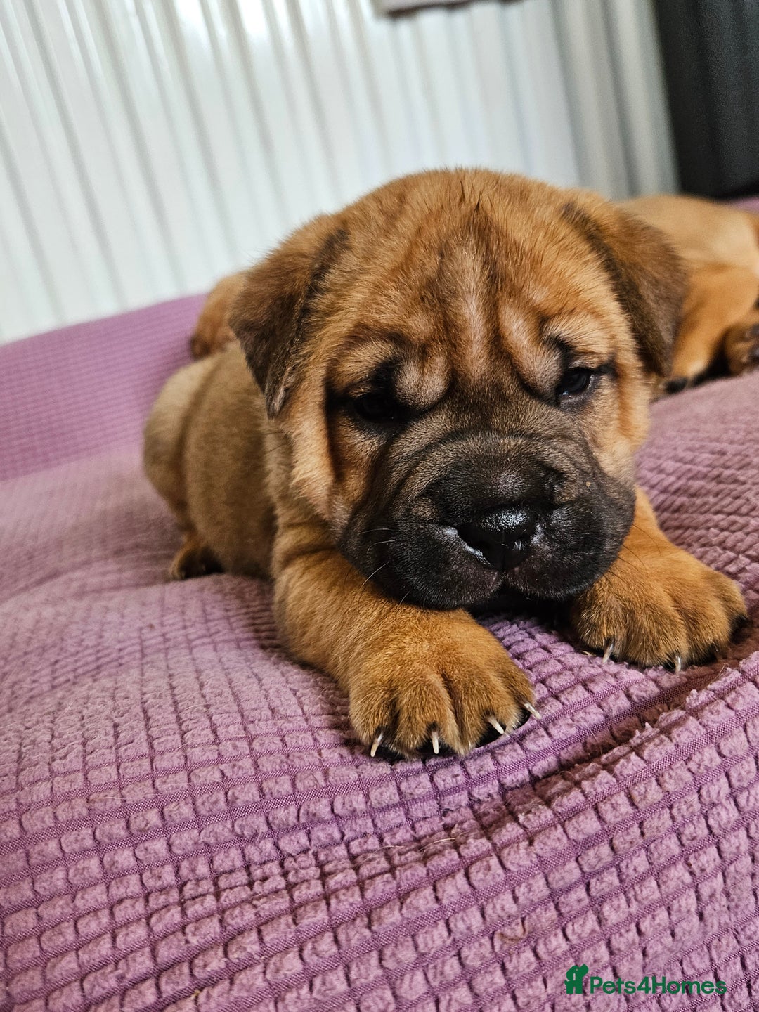 Shar Pei dogs for sale: Shar Pei puppies (READY TO GO NOW) - Image 11