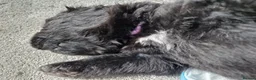 Newfoundland dogs for sale: KC Registered Black Newfoundland Puppies  - Advert 29