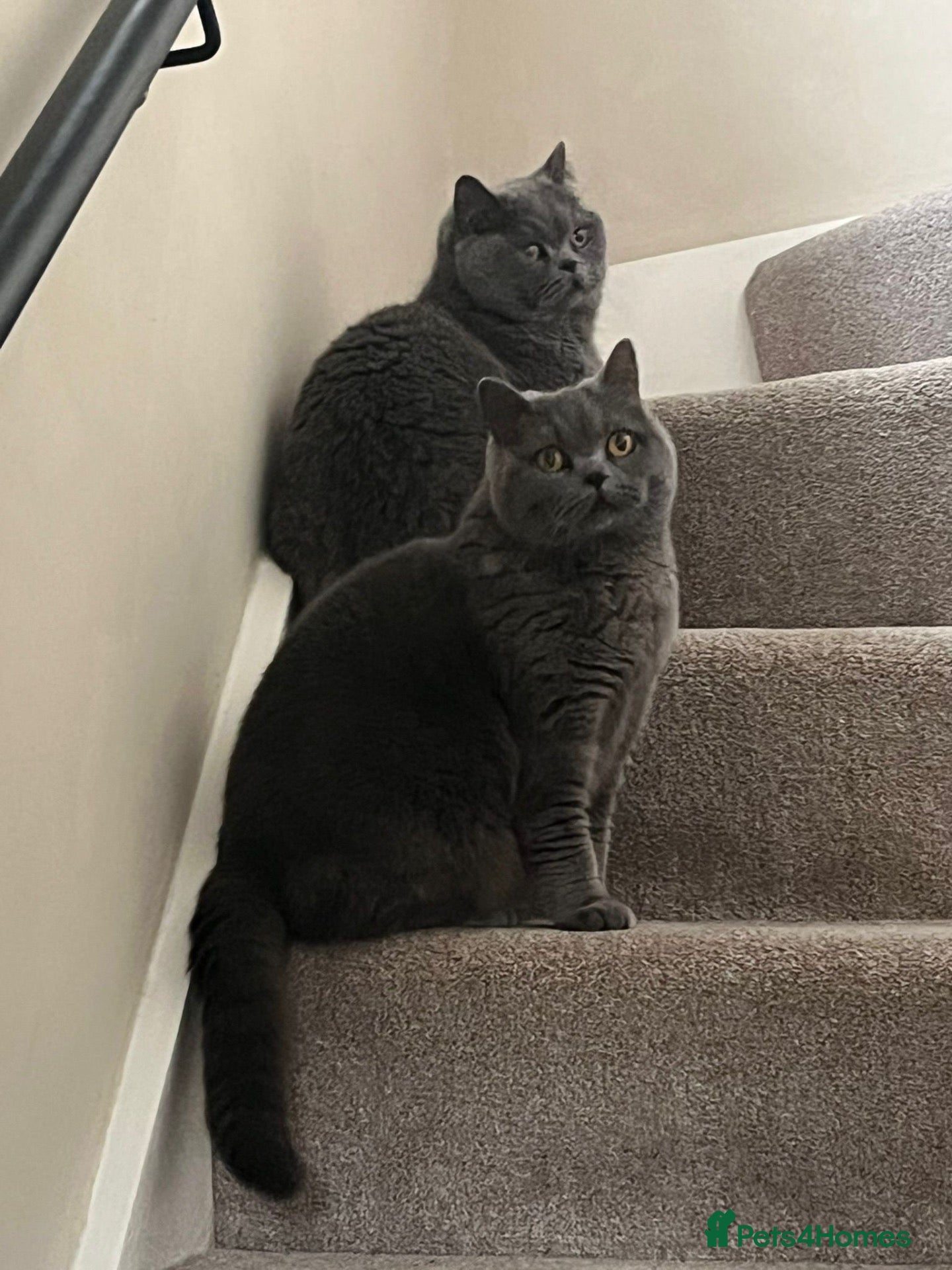 British Shorthair cats British short hair cats  - Advert 12