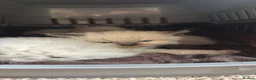 Ragdoll cats for sale: Ragdoll Siamese Mix Fluffy Kittens - Advert 6