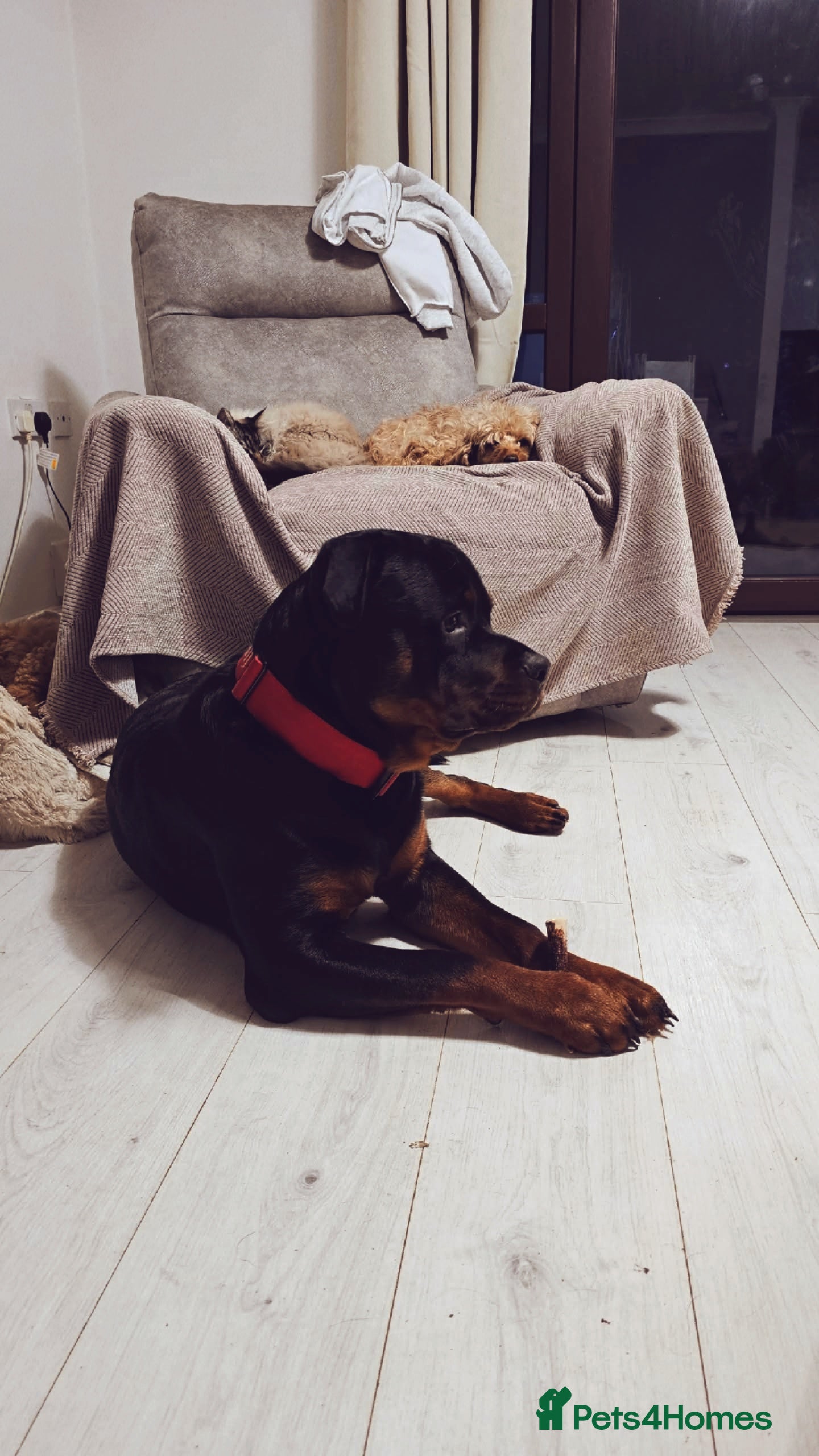 Rottweiler dogs Superb European Rottweiler  - Advert 4