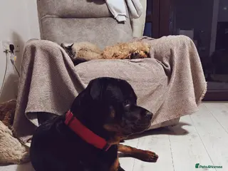 Rottweiler dogs Superb European Rottweiler - Advert 4