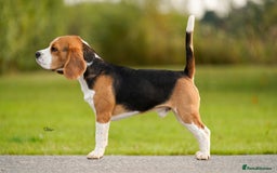 Beagle dogs for stud: Winner at Crufts 2025! in Tonbridge - Image 15