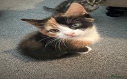 Mixed Breed cats for sale: 1 female tabby & 1 female calico  - Image 6