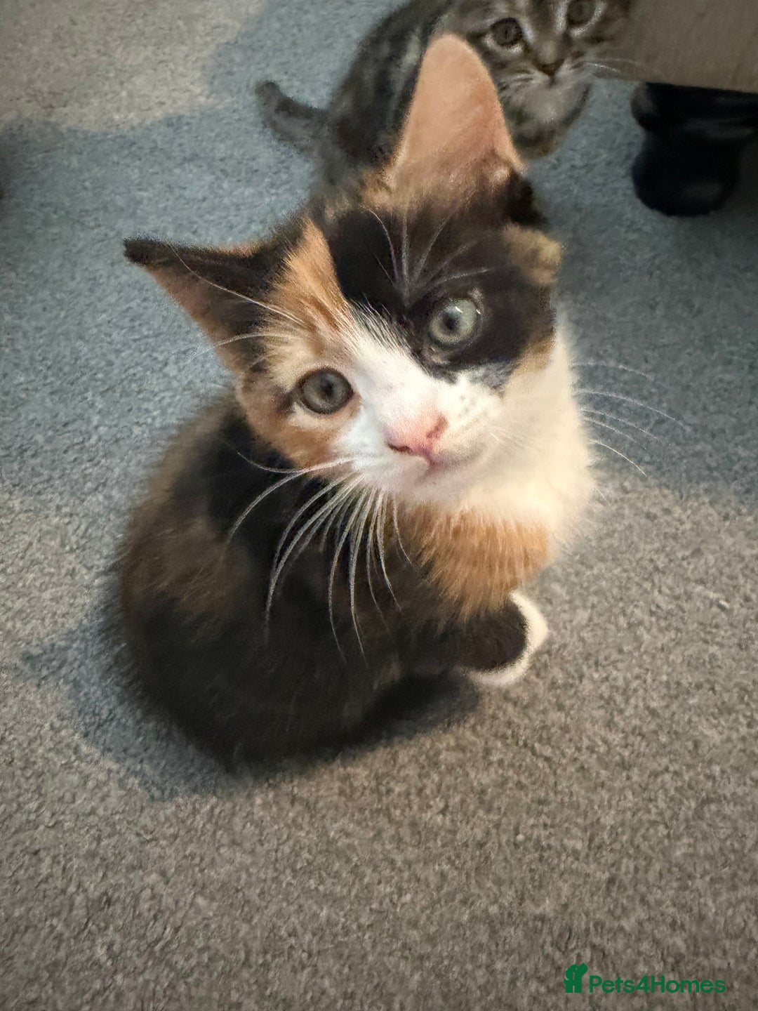Mixed Breed cats for sale: 1 female tabby & 1 female calico  - Image 6