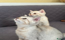 British Shorthair cats for sale: 5 Stunning British Shorthair - Image 2