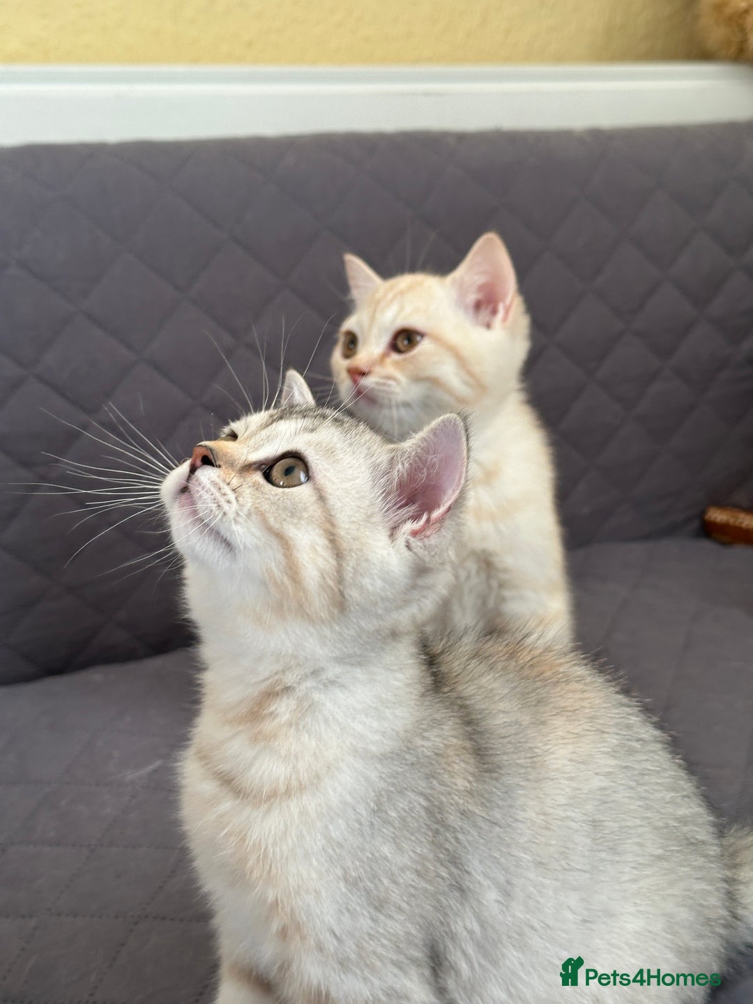 British Shorthair cats for sale: 5 Stunning British Shorthair - Image 2